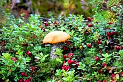 На Колыме растет более 200 видов съедобных грибов