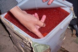 Предприниматель транспортировал рыбу и икру без сопроводительных документов