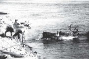 82 года назад (1933) организован совхоз «Талая» – первое оленеводческое хозяйство Колымы