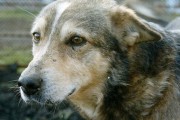 В Магадане собираются строить приют для животных