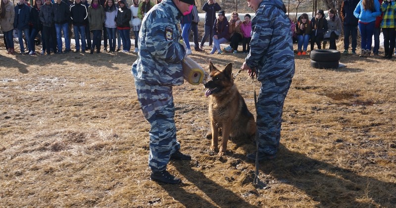 Магаданские юные правоведы познакомились с работой кинологов