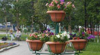 Нынешним летом Магадан украсят новые цветочные клумбы, газоны и зеленые  зоны