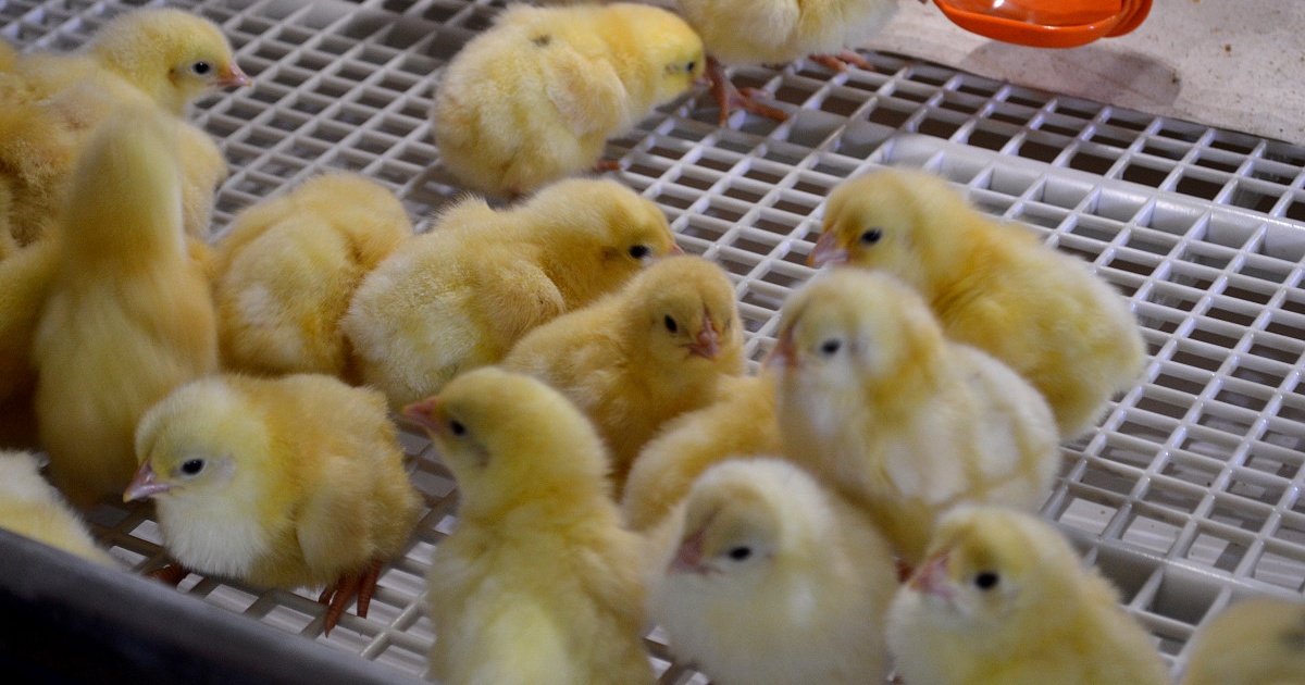 Магаданская птицефабрика «Дукчинская» запустила новый цех по выращиванию птицы