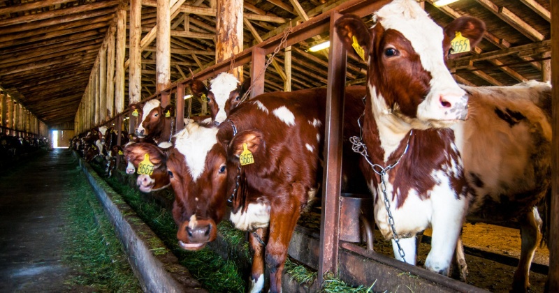 15 коров и 1 хряк арестованы приставами за коммунальные долги фермера
