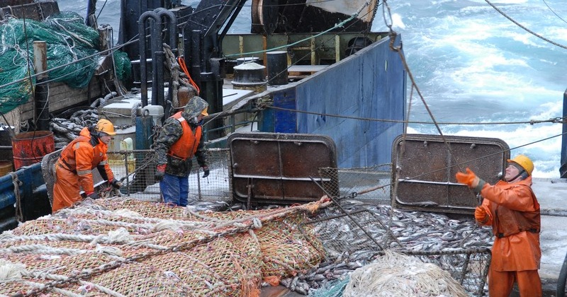 Магаданские рыбопромысловые суда активно ловят сельдь и минтай