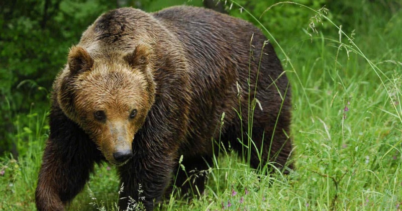 Получение лицензий на добычу бурого медведя и соболя на Колыме должно стать проще