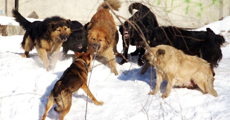 Все городские округа Колымы доложат об исполнении регионального закона о безнадзорных животных