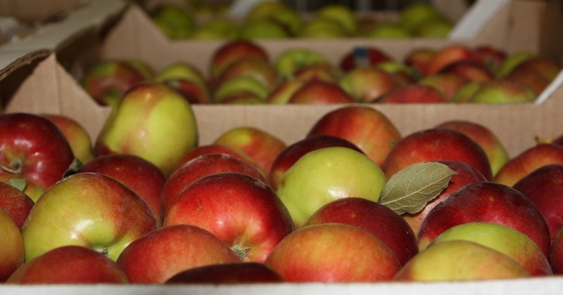 В Магадан ввезли яблоки неизвестного происхождения