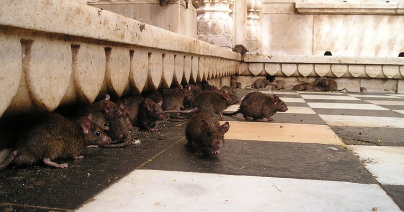 Крысы в городе
