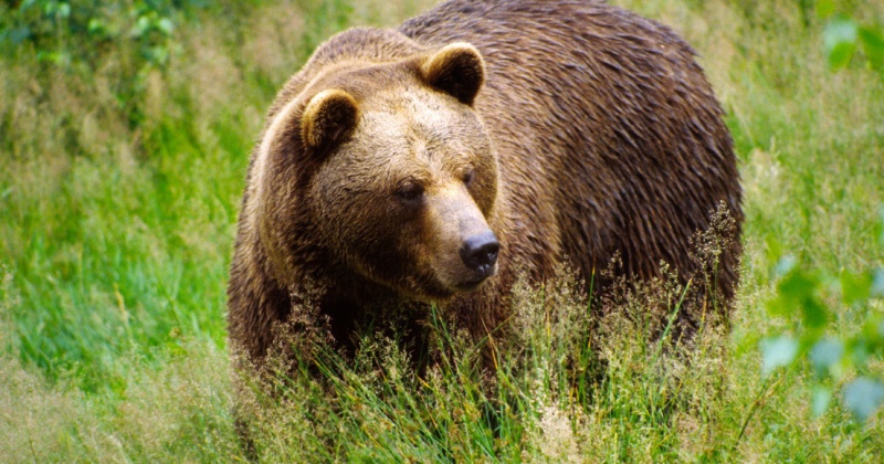 Магаданские охотоведы не обнаружили следов медведя возле поселка Сокол