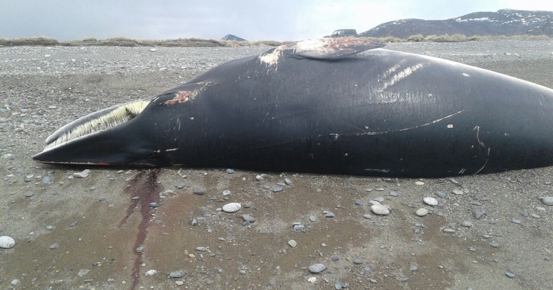 Мертвого китенка выбросило на берег около озера Соленное