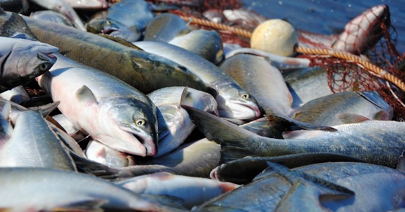 В этом году рекомендованный объем добычи тихоокеанских лососей и гольцов для Магаданской области составил около 7,1 тысячи тонн