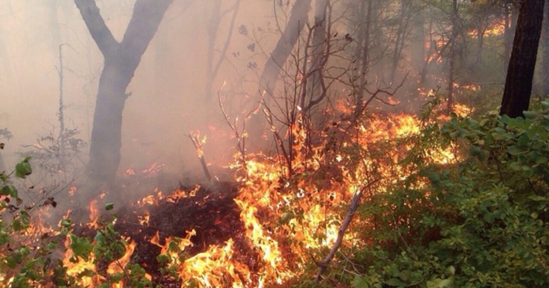 В Тенькинском городском округе ожидается высокая пожарная опасность