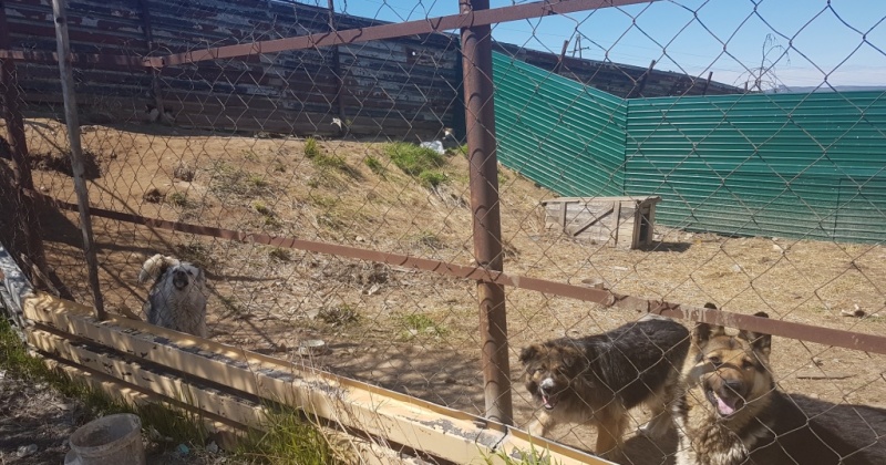 Создание муниципального приюта для безнадзорных животных в Магадане  под вопросом