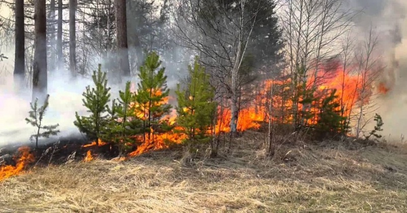 В трех городских округах Магаданской области сохраняется высокая вероятность возникновения лесных пожаров