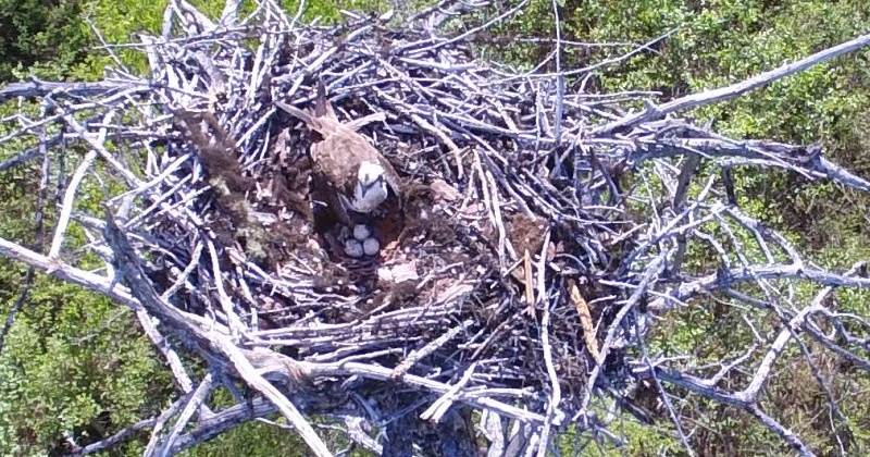 На Кава-Челомджинском участке  заповедника «Магаданский» впервые удалось сфотографировать скопу на гнезде с помощью квадрокоптера.