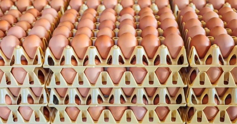 Крупная партия куриного яйца из Иркутска была уничтожена в Магадане