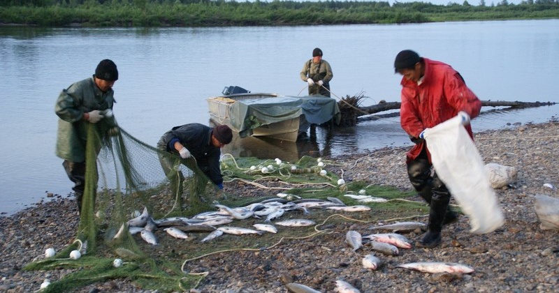 28-летний житель поселка Палатка, осуществлял вылов рыб лососёвых видов без разрешительных документов