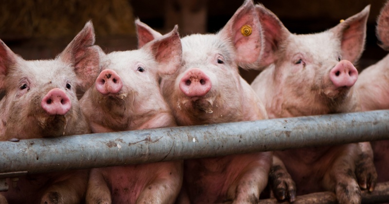 Вспышка африканской чумы свиней в Магаданской области не зарегистрировано