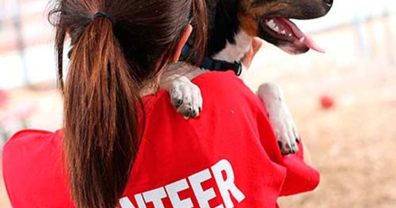 В Магаданской области официально регламентировали работу волонтеров в приютах для бездомных животных