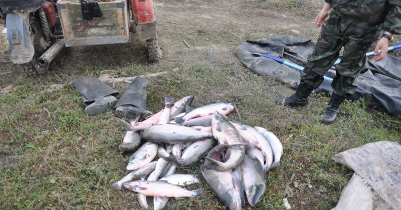 18 случаев браконьерства зарегистрировано в Магаданской области с начала лососевой путины