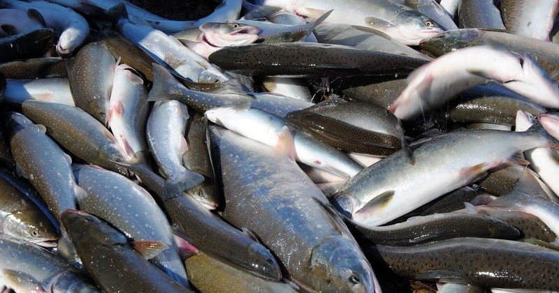 За месяц хода лососёвых промысловые участки посетили 8236 колымчан