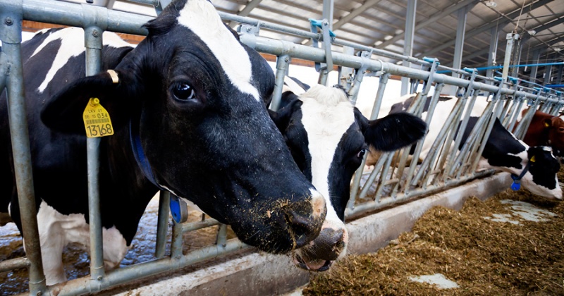 В колымских хозяйствах всех категорий насчитывается 3,4 тыс. голов крупного рогатого скота