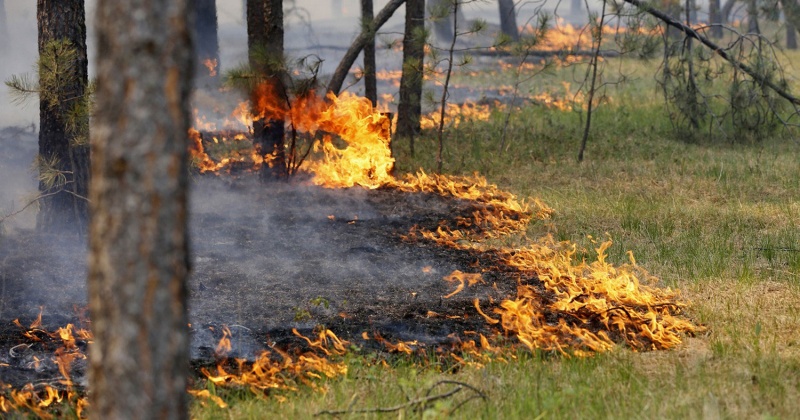 Высокая пожарная опасность ожидается в Среднеканском, Ягоднинском городских округах