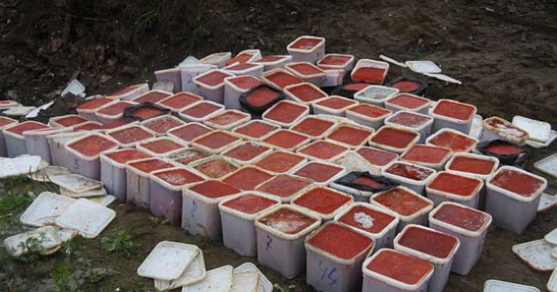 Сотрудники МВД России в Магаданской области изъяли более полутора тонн незаконно добытой лососевой икры