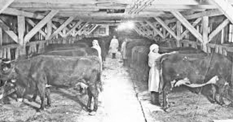 50 лет назад (1968) образован совхоз «Снежный» – крупнейшее свиноводческое хозяйство Магаданской области