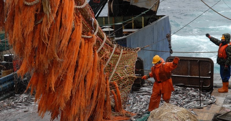 Рыбаки Магаданской области ставят рекорды на промысле минтая и сельди