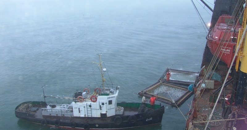 Рыбаки Магаданской области подготовили к отправке из района промысла тысячи тонн минтая
