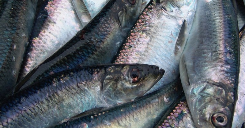Магаданские рыбаки с начала года произвели 33 тонны продукции из сырца сельди