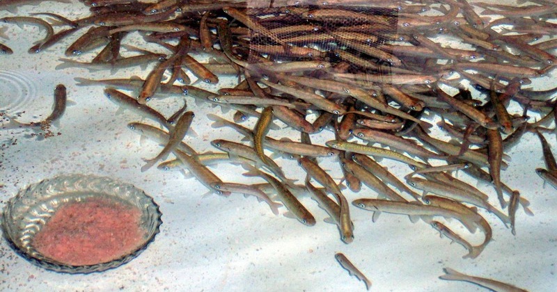 Рыбоводные заводы Колымы ежегодно закладывают более 20 млн. штук икры лососевых