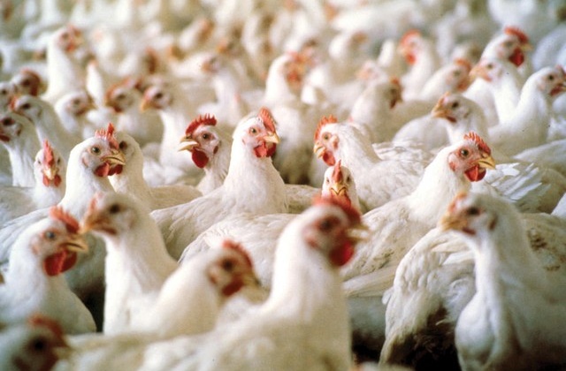 Увеличить производство курятины намерены на магаданской птицефабрике «Дукчинская»