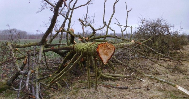 159 сырорастущих деревьев лиственницы вырубили в Ольском районе
