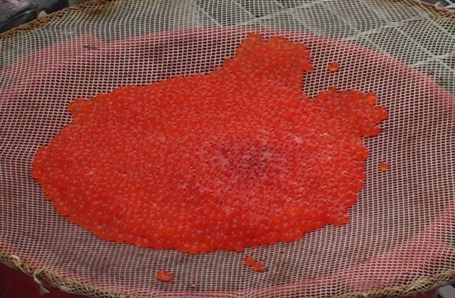 В Магаданской области рыбоводы продолжают закладку икры на инкубацию
