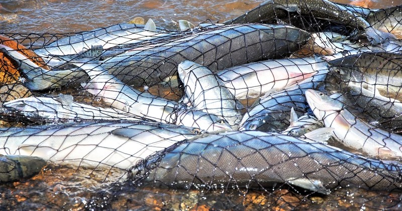 Полицейские на Колыме изъяли свыше 50 экземпляров лососевых видов рыб