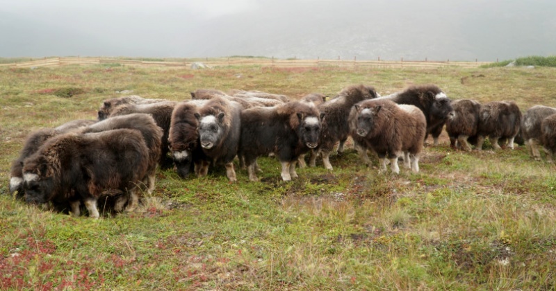 Овцебыков на острове Завьялова в Магаданской области выпустили в дикую природу