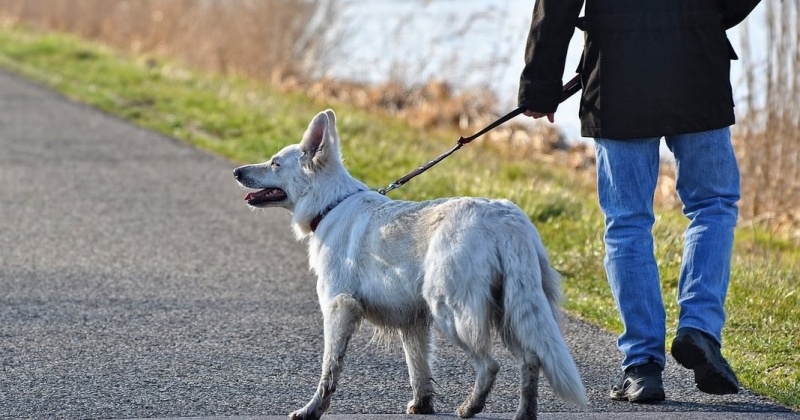 Двух магаданцев в ноябре оштрафовали за безнадзорный выгул собак