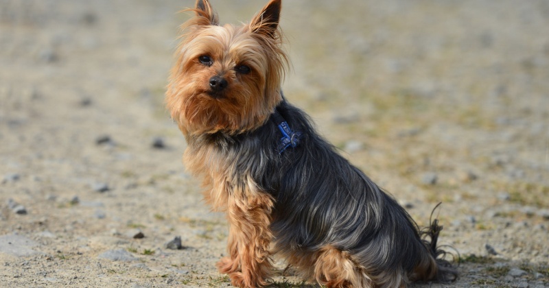 Попытавшись купить собаку породы Йорк через интернет, магаданка лишилась денег