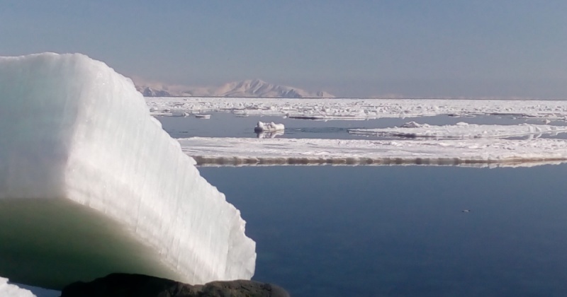 Всё ледовое поле припая бухты Гертнера покрыто сетью трещин шириной от 1 см до 250 см.
