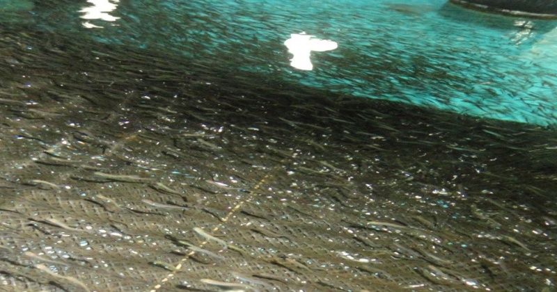 Решением комиссии разрешен выпуск молоди лососей в естественные водоемы Магаданской области