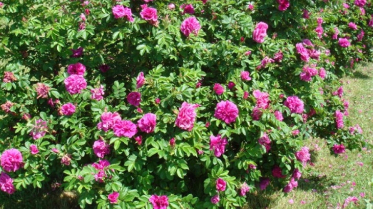 К юбилею Магадана территорию Городского парка украсят розами