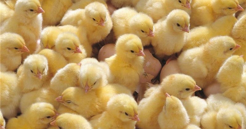 Более 50 тысяч суточных цыплят привезли в Магадан из Московской и  Новосибирской областей в июне
