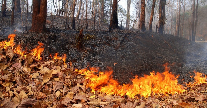 Высокая пожарная опасность в Магаданской области