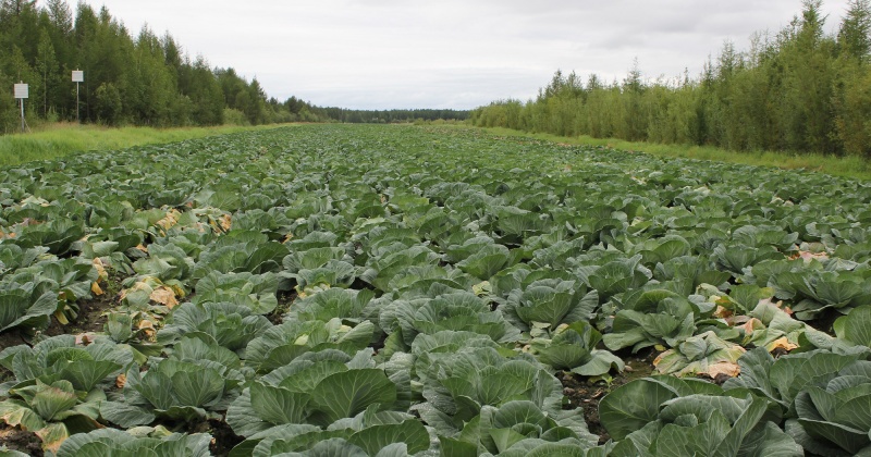 В ближайшие шесть лет на Колыме будет реализовываться программа развития сельского хозяйства