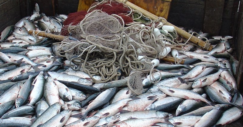 Магаданская область отправила более 650 тонн лососёвой рыбы и икры в российские регионы