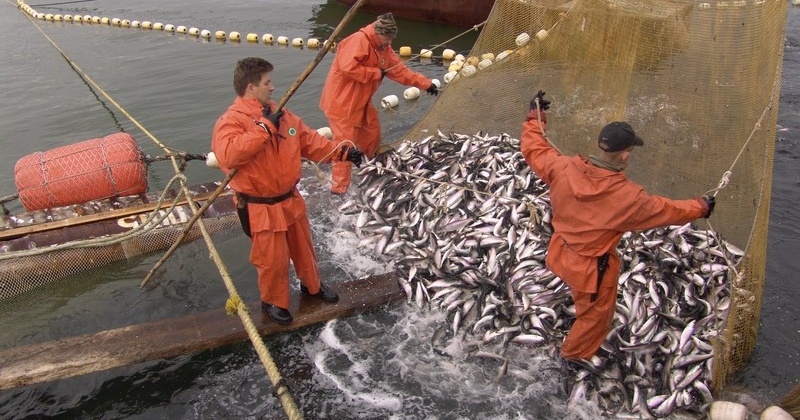 Рыбаки Колымы смогут дополнительно выловить 570 тонн лосося