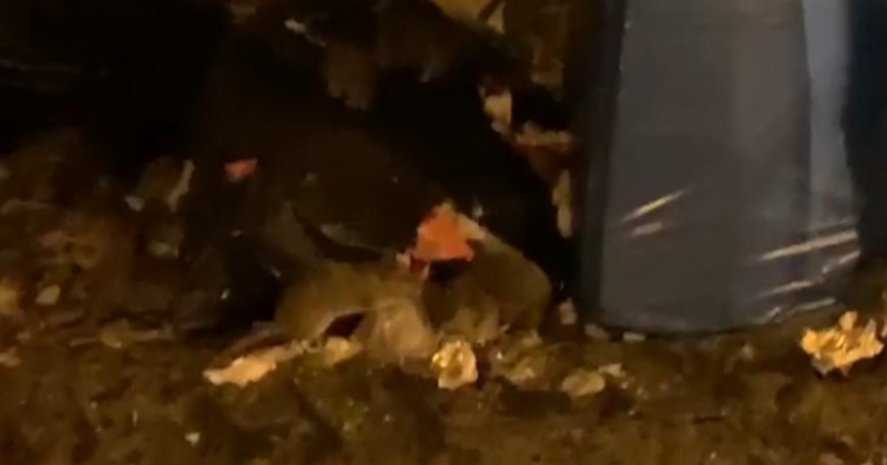 К мусорным бакам с котом